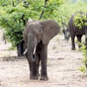 ZMB EAS SouthLuangwa 2016DEC09 KapaniLodge 003 : 2016, 2016 - African Adventures, Africa, Date, December, Eastern, Kapani Lodge, Mfuwe, Month, Places, South Luanga, Trips, Year, Zambia